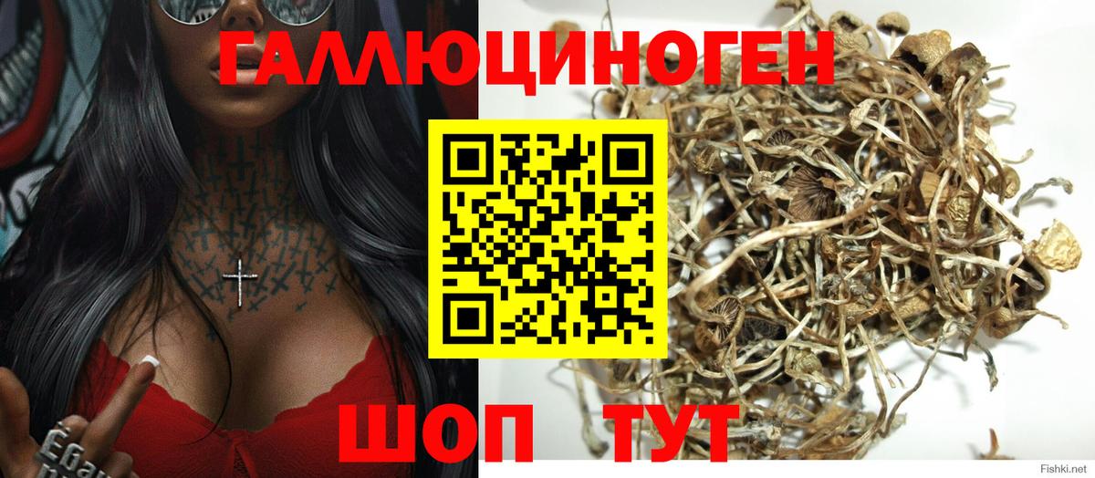 даркнет сайт  Вход с VPN  Кизляр  Псилоцибиновые грибы мицелий 